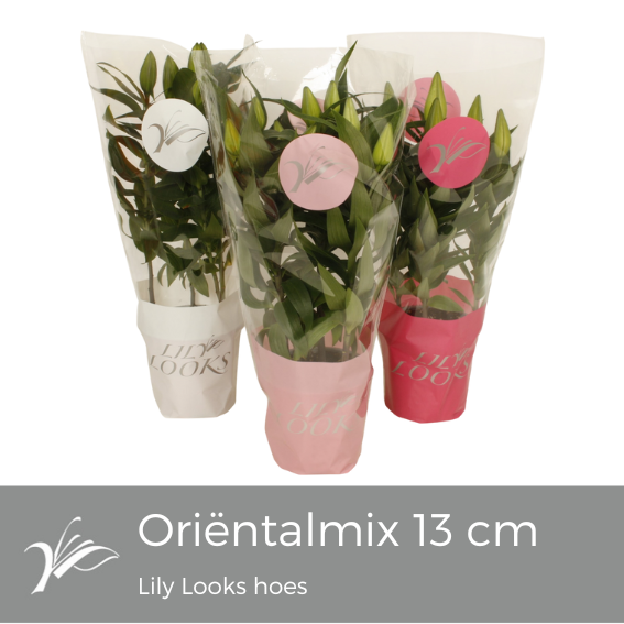 Lilium oriental mix 40cm 13cm Pot