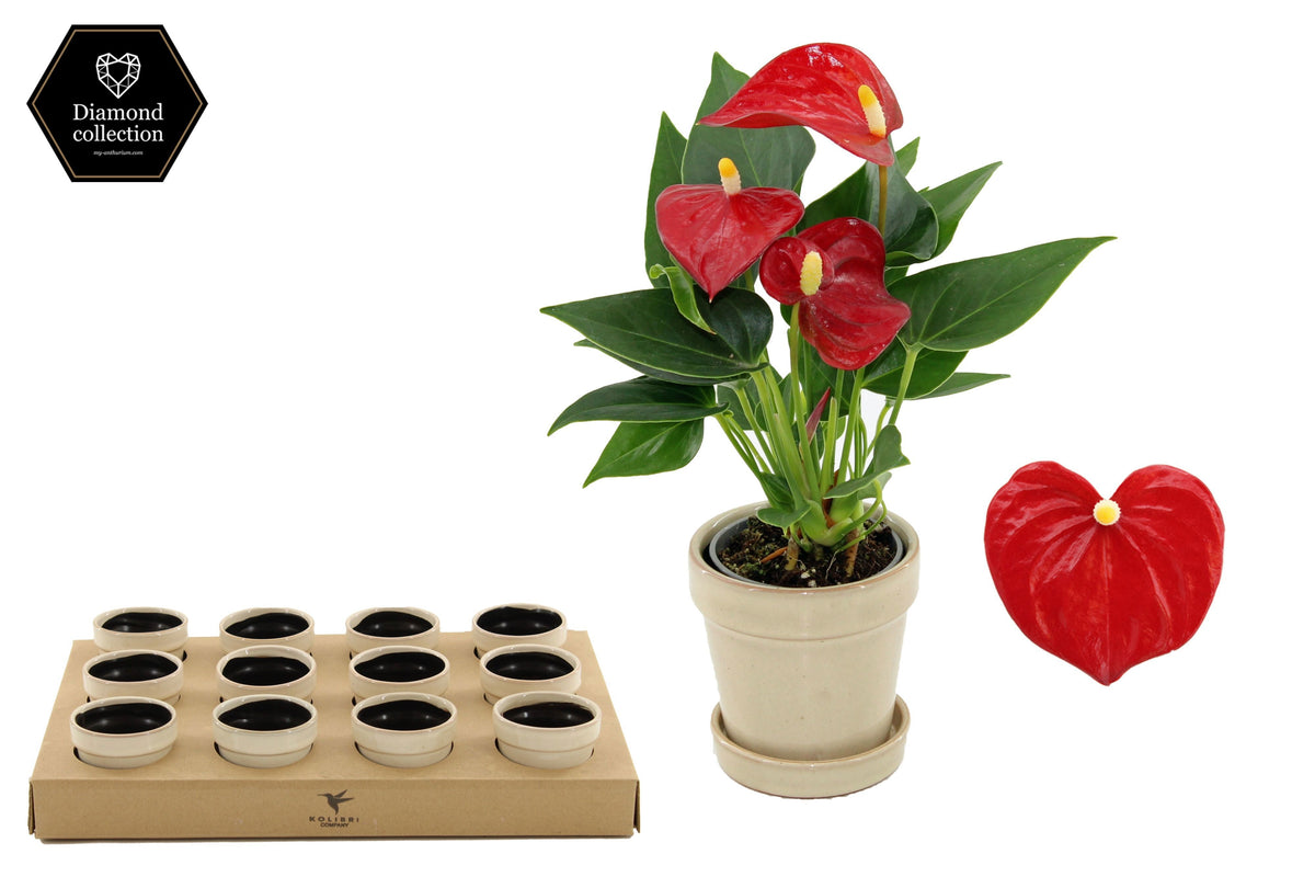 Anthurium Micra 18cm 6cm Pot