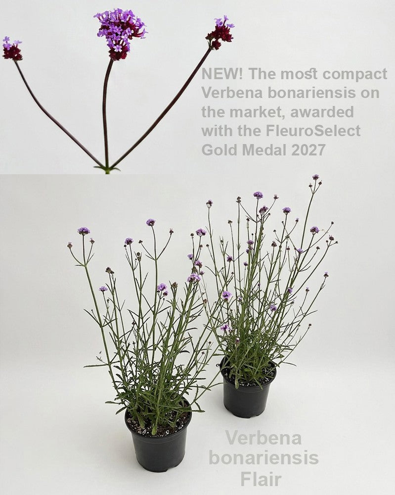 Verbena bonariensis 60cm 19cm Pot