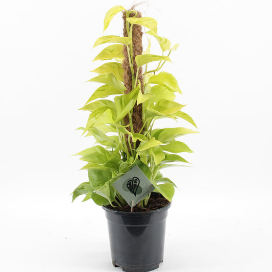 Epipremnum 65cm 17cm Pot