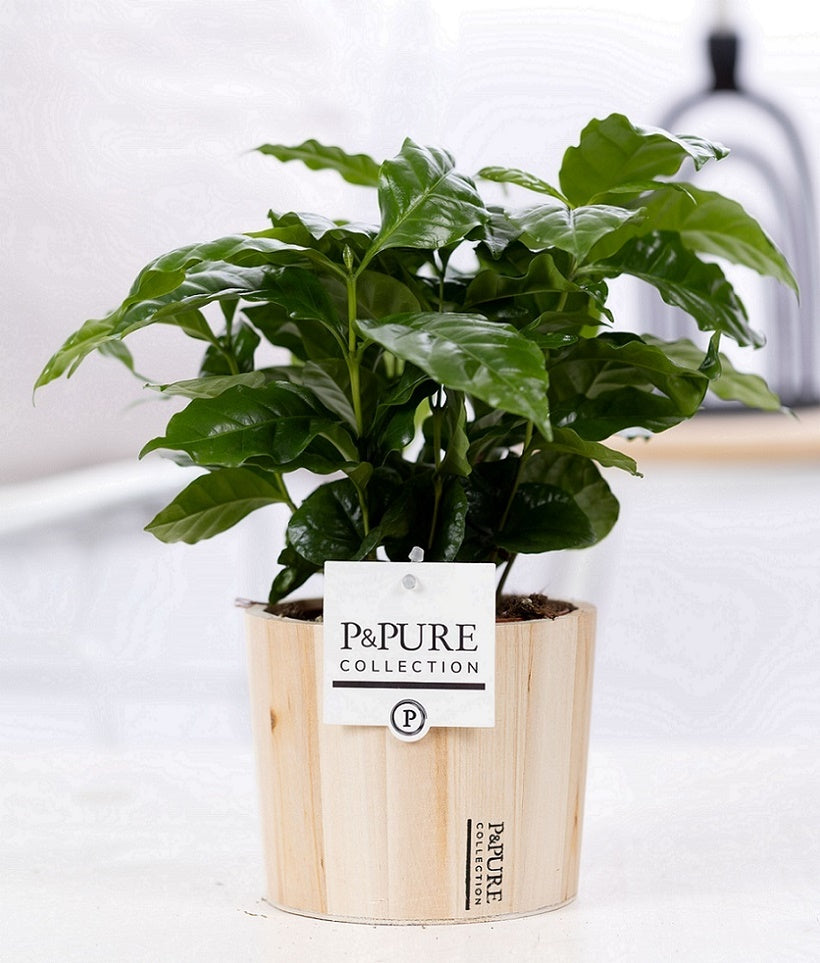 Coffea arabica 20cm 12cm Pot