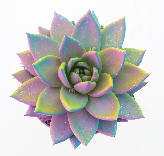 Euro Cactus Holland Bv Miranda multi glitter mix Pack of 8