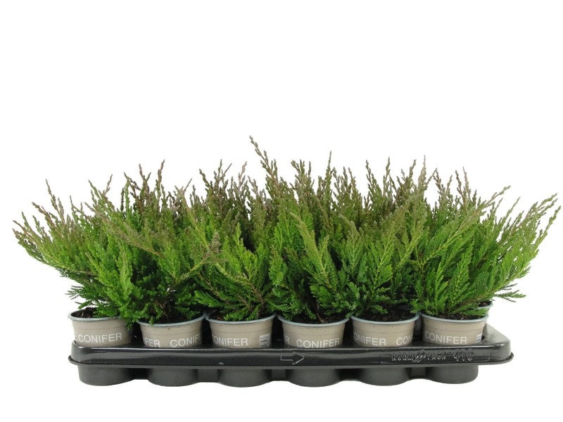 Bloemendaal, Fa.Kw. Juniperus Blue Chip Pack of 18