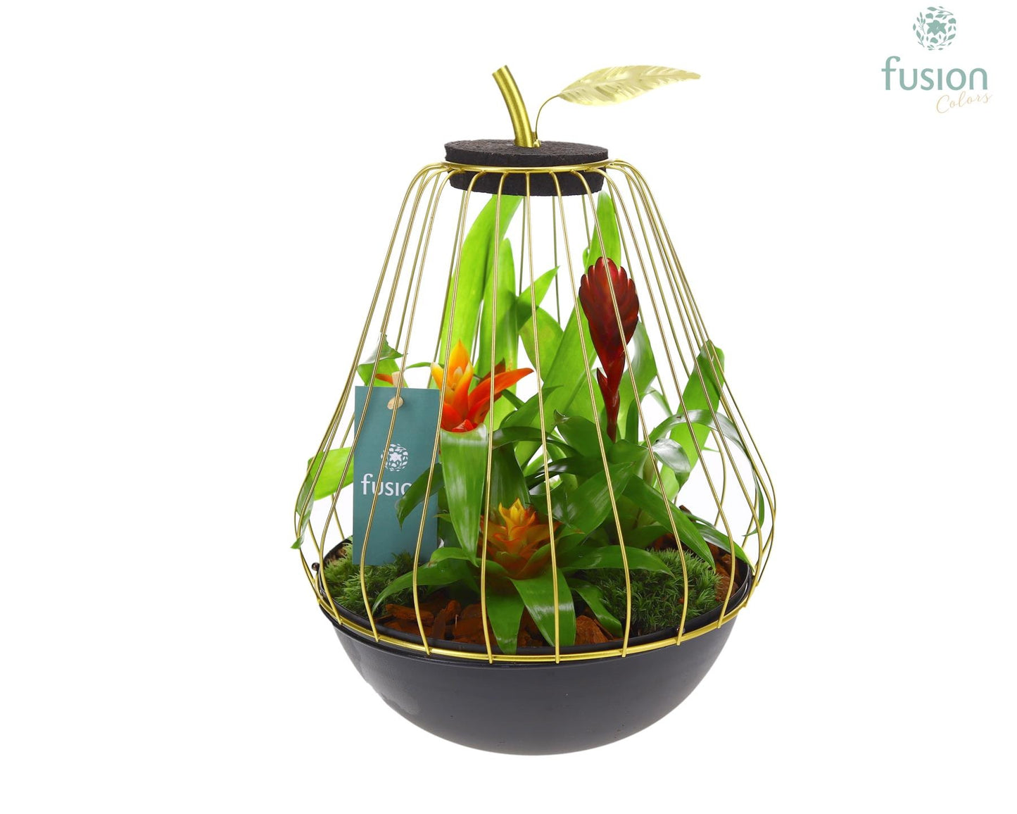 arr. Bromelia 35cm 23cm Pot