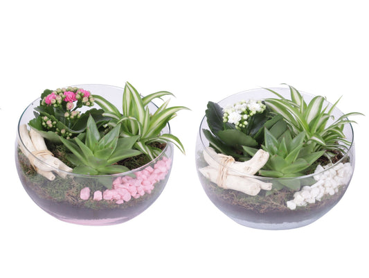 Indoor arrangement 25cm 20cm Pot