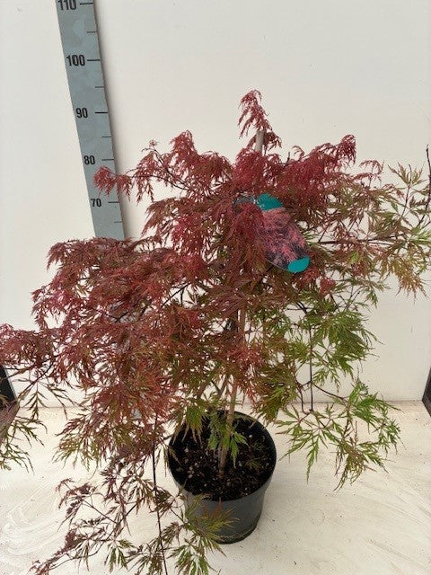 Acer Garnet 90cm 26cm Pot