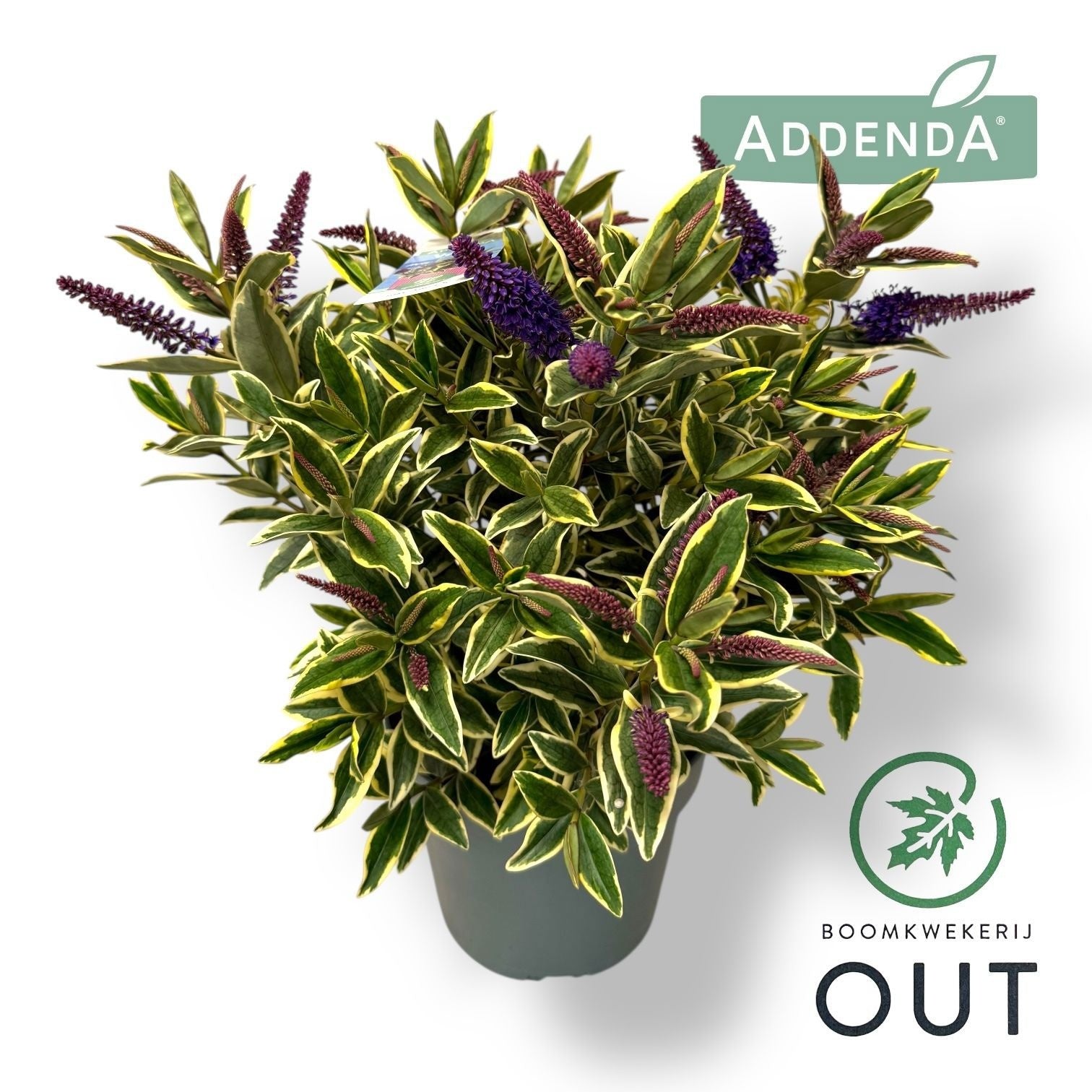 Hebe Katrina 40cm 12cm Pot