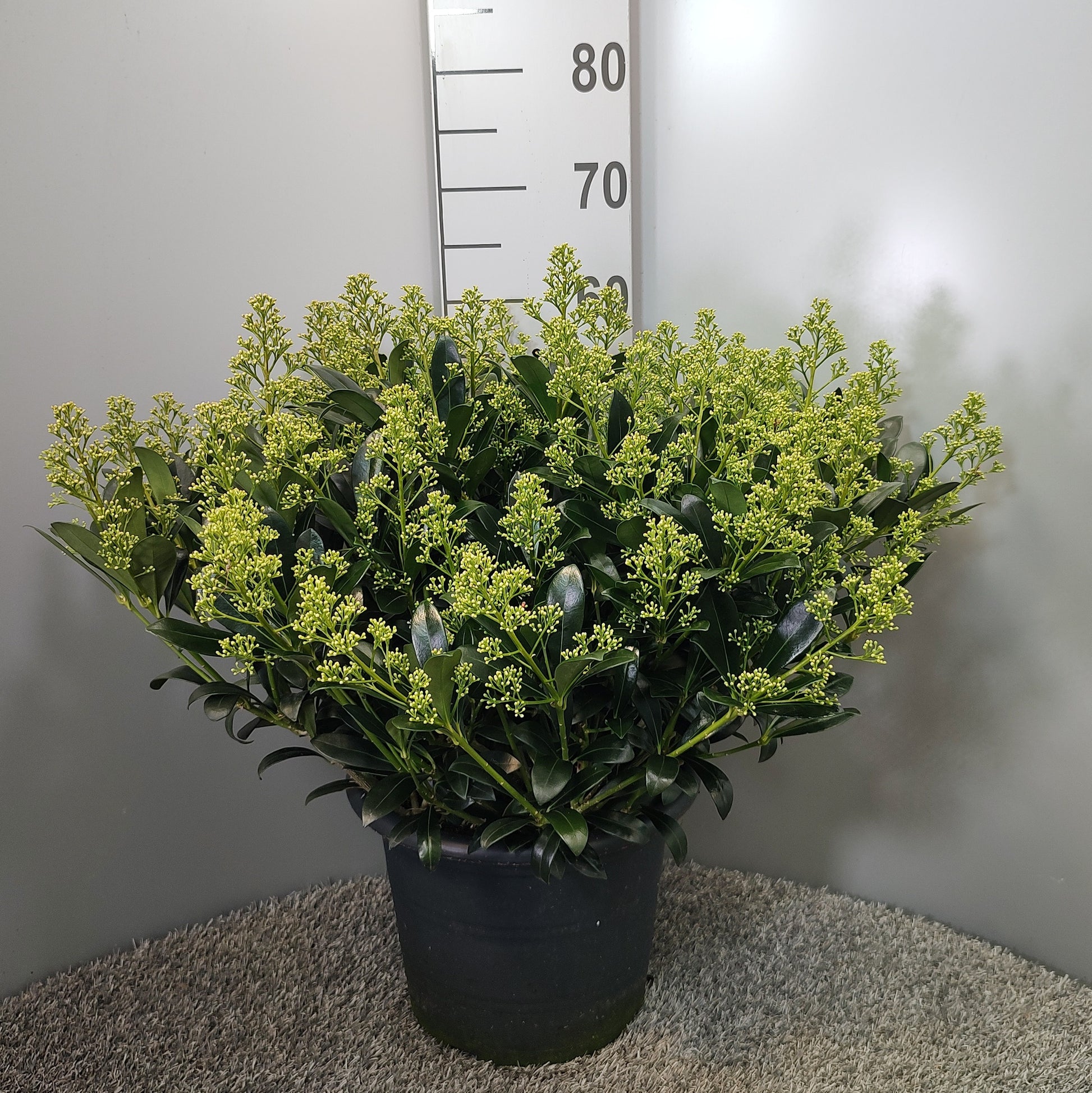 Skimmia japonica Snow White 60cm 31cm Pot