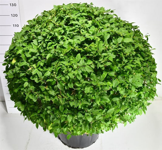 Carpinus betulus 130cm 60cm Pot