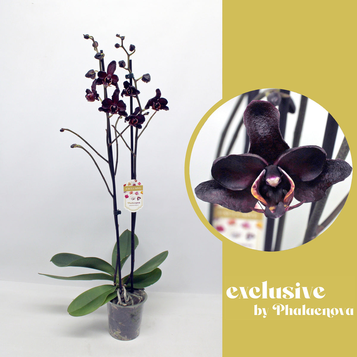 Phalaenopsis red 70cm 12cm Pot