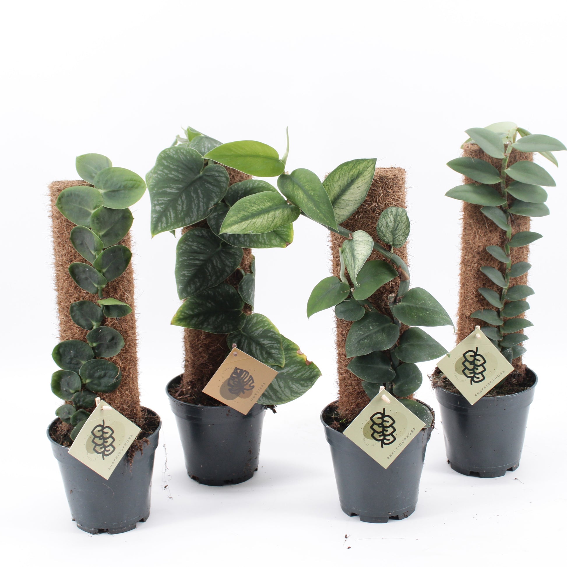 Foliage houseplants mix 46cm 14cm Pot