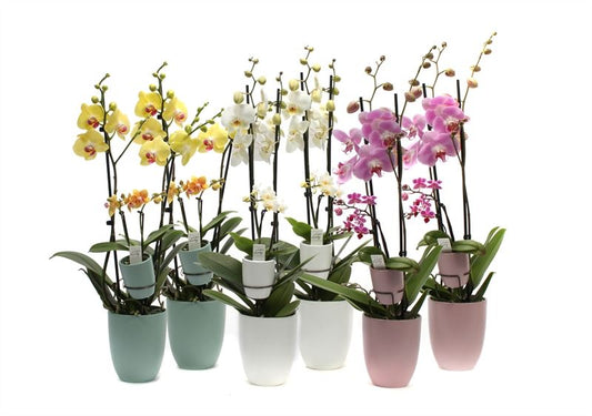 Phalaenopsis mix 60cm 12cm Pot