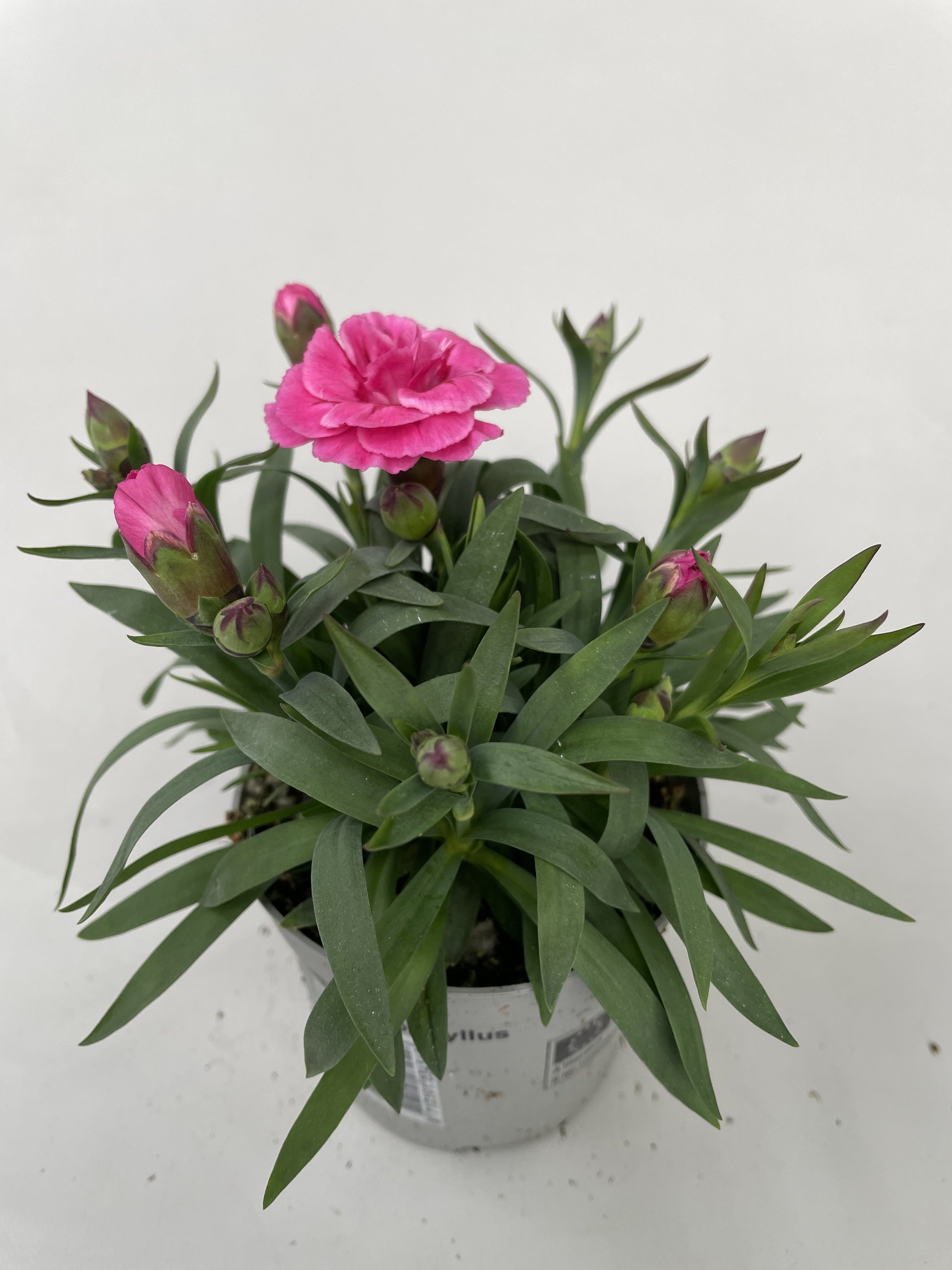Dianthus Oscar 20cm 9cm Pot