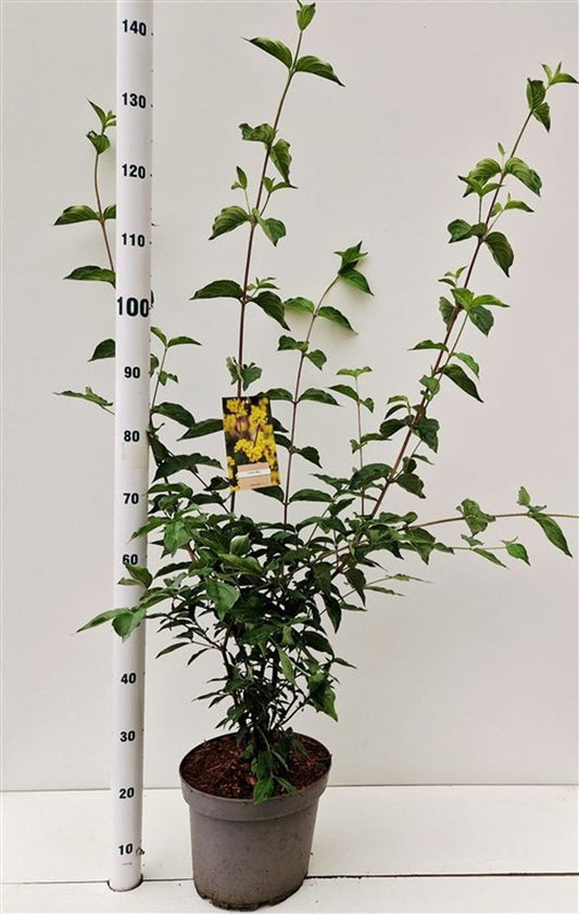 Cornus mas 125cm 29cm Pot