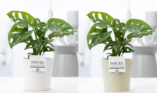 Monstera adansonii 20cm 12cm Pot
