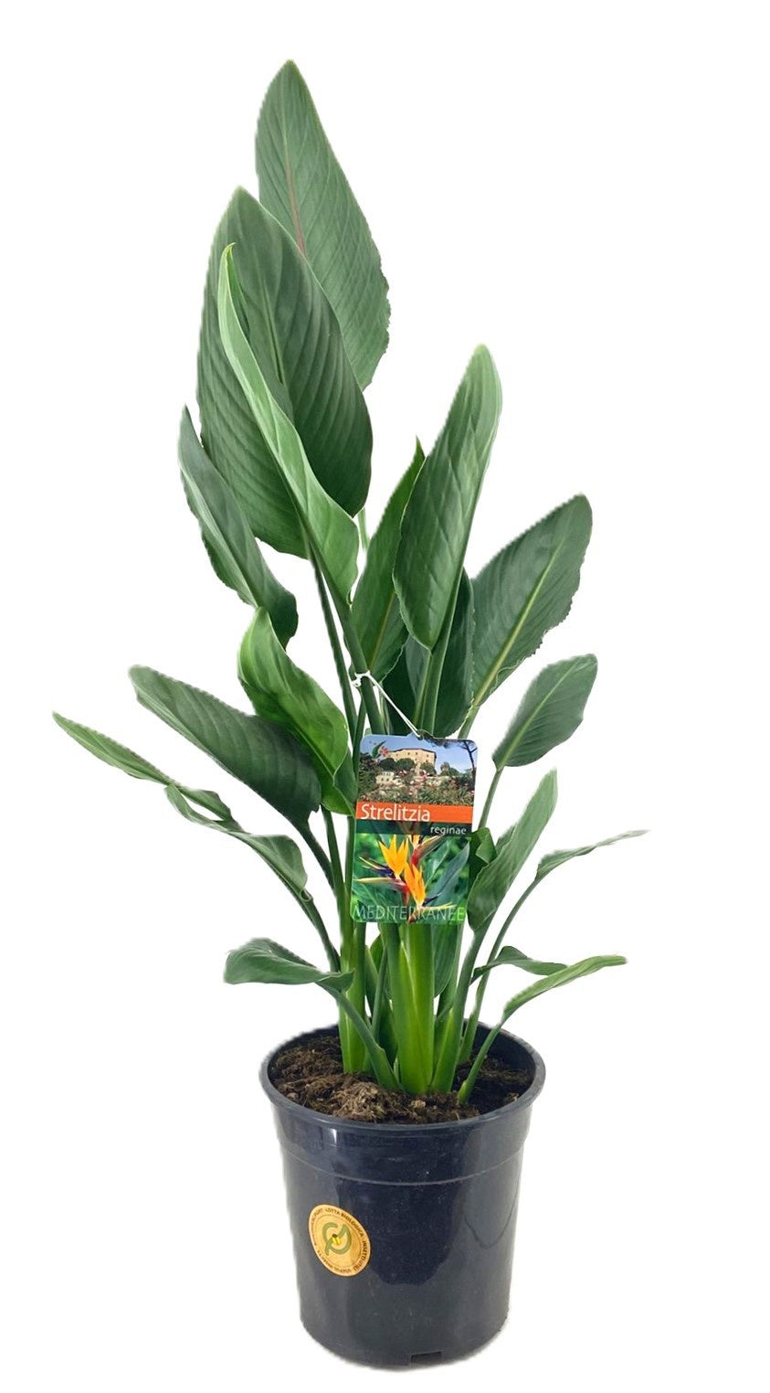 Strelitzia reginae 100cm 24cm Pot