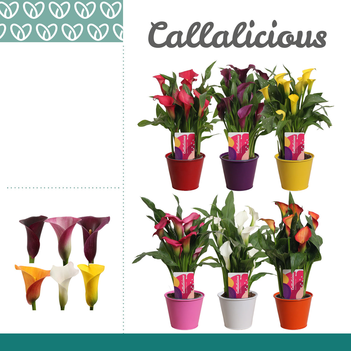 Zantedeschia mix 35cm 12cm Pot