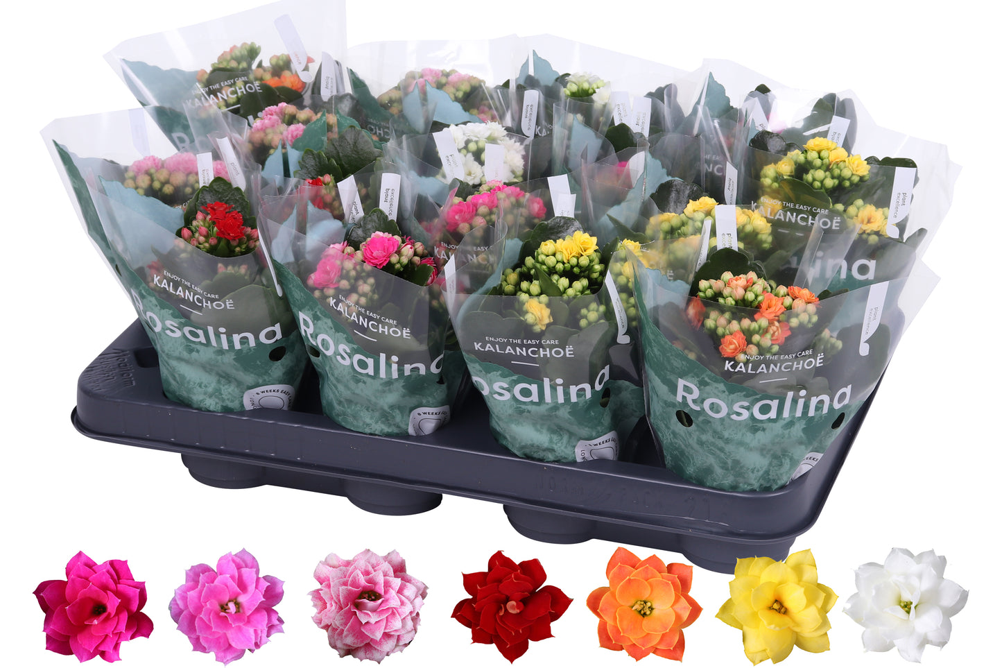 Kalanchoe Rosalina mix 15cm 7cm Pot