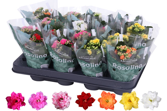 Kalanchoe Rosalina mix 15cm 7cm Pot