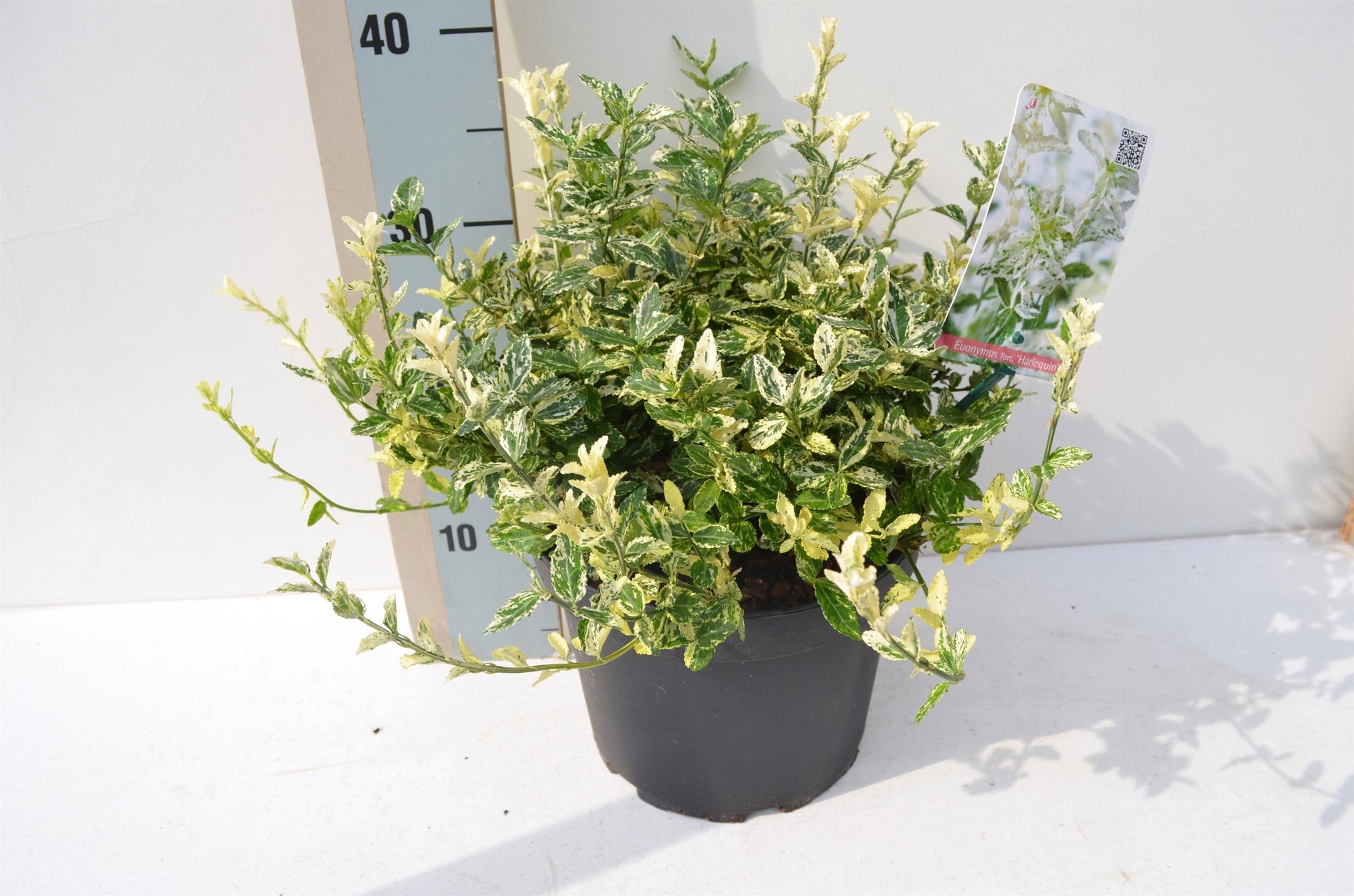Euonymus Harlequin 30cm 23cm Pot