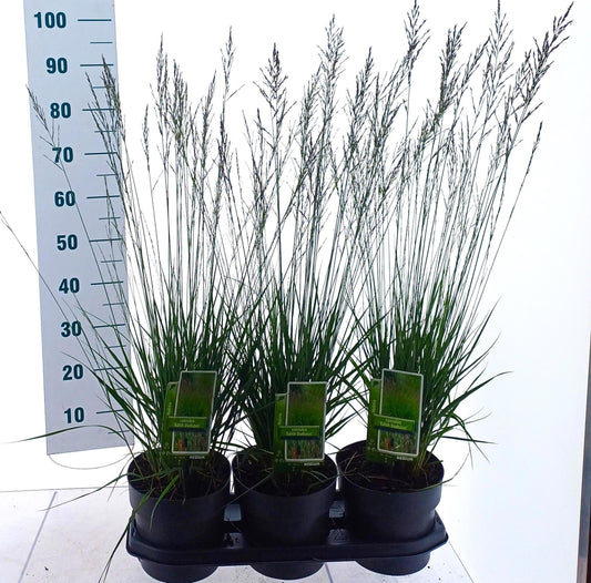 Molinia caerulea mix 85cm 19cm Pot