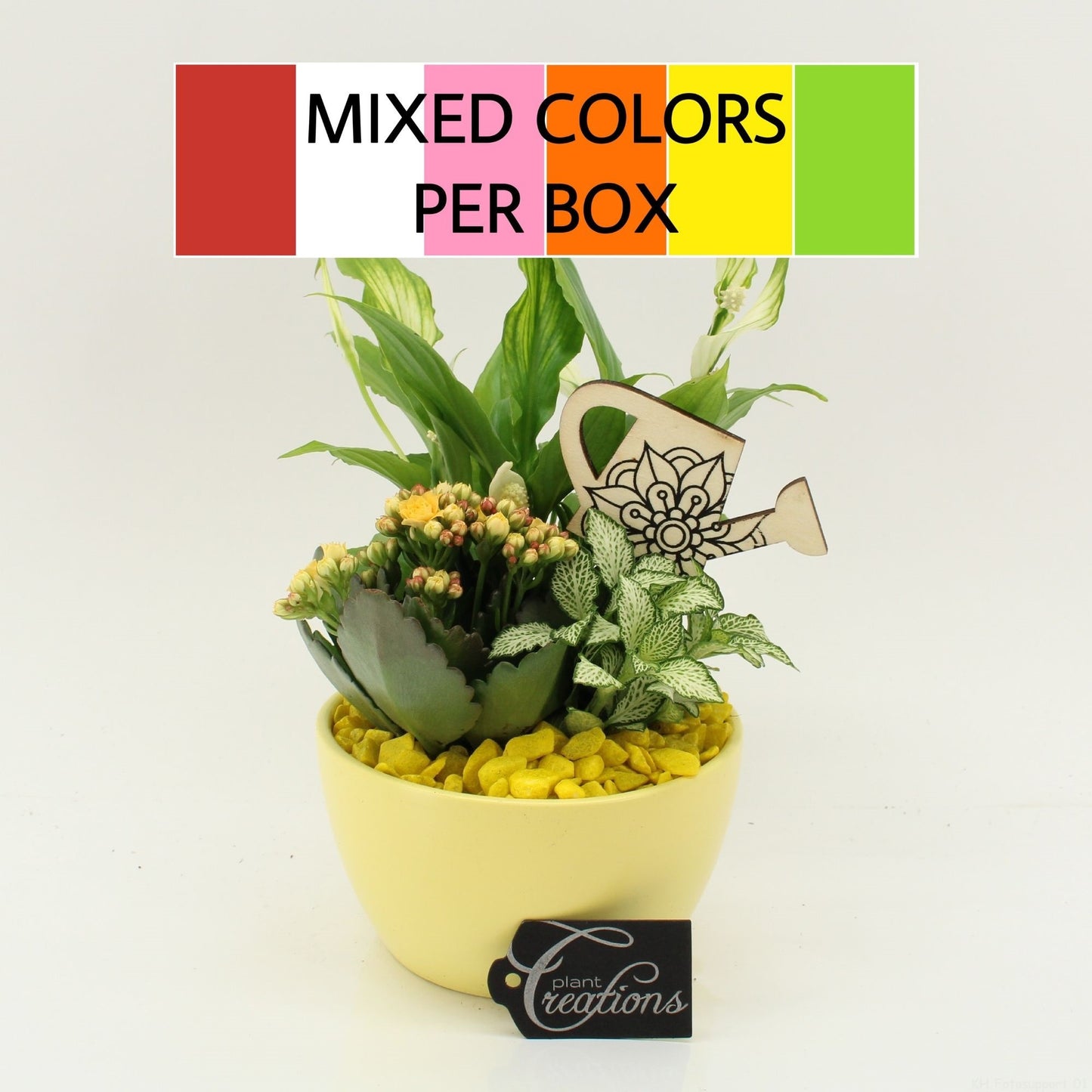Indoor Flowering arrangement 30cm 14cm Pot