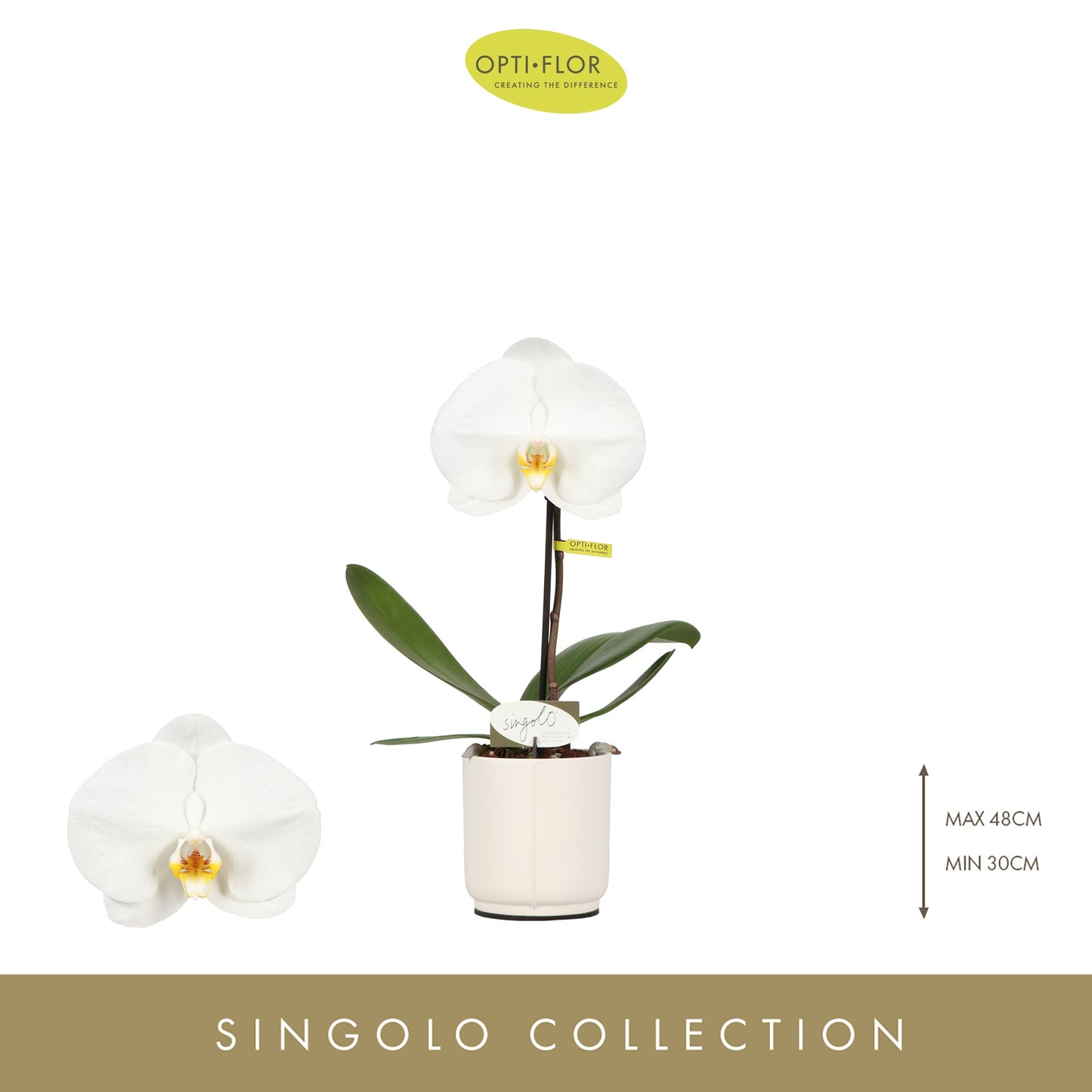 Phalaenopsis Singolo Tosha (+ drp.ceramic) 40cm 9cm Pot