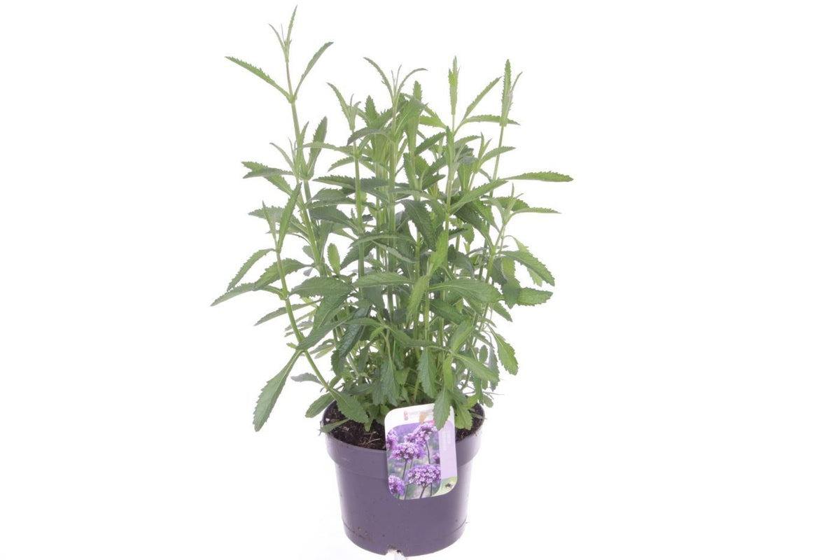 Verbena bonariensis 60cm 17cm Pot