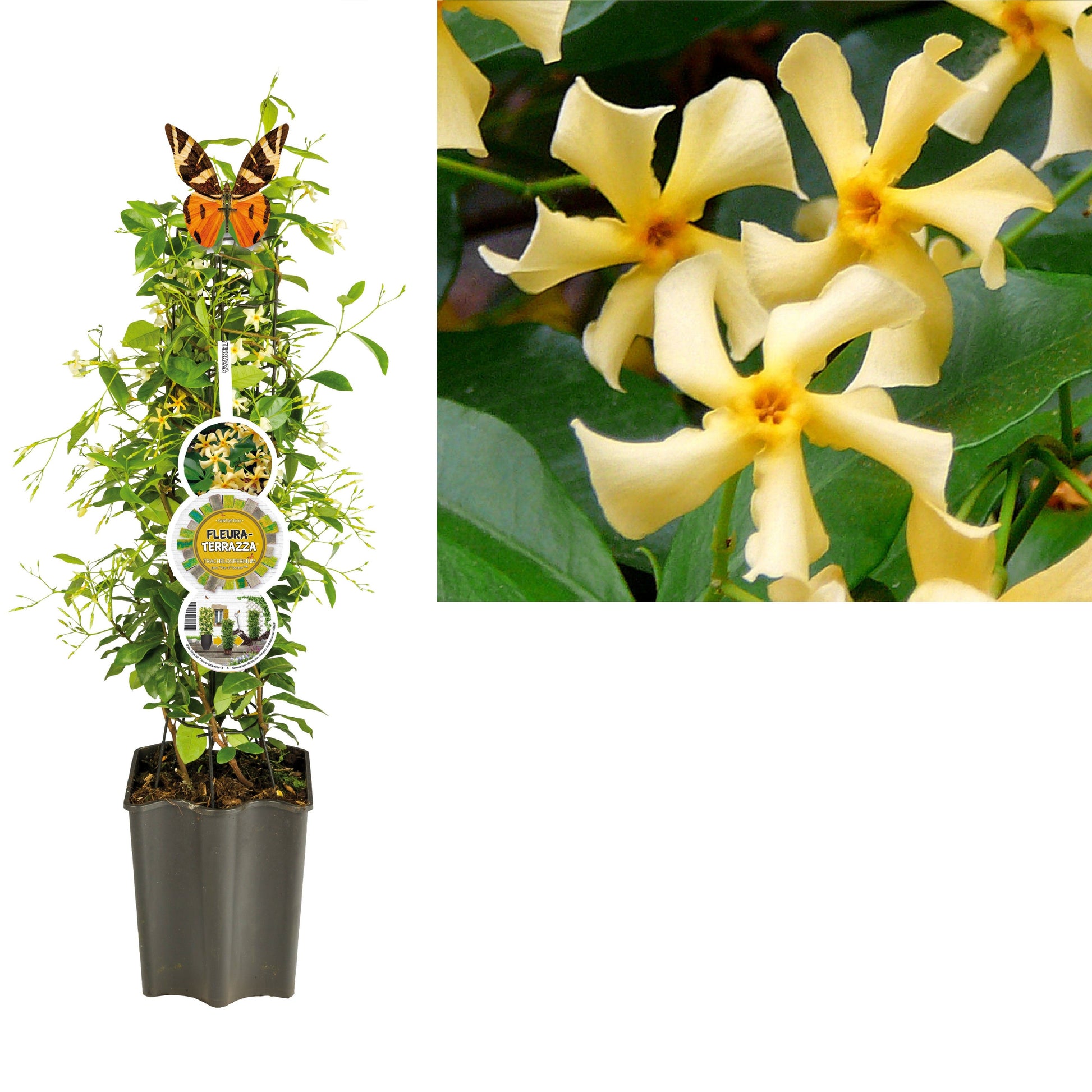 Trachelospermum Star of Toscane 75cm 19cm Pot