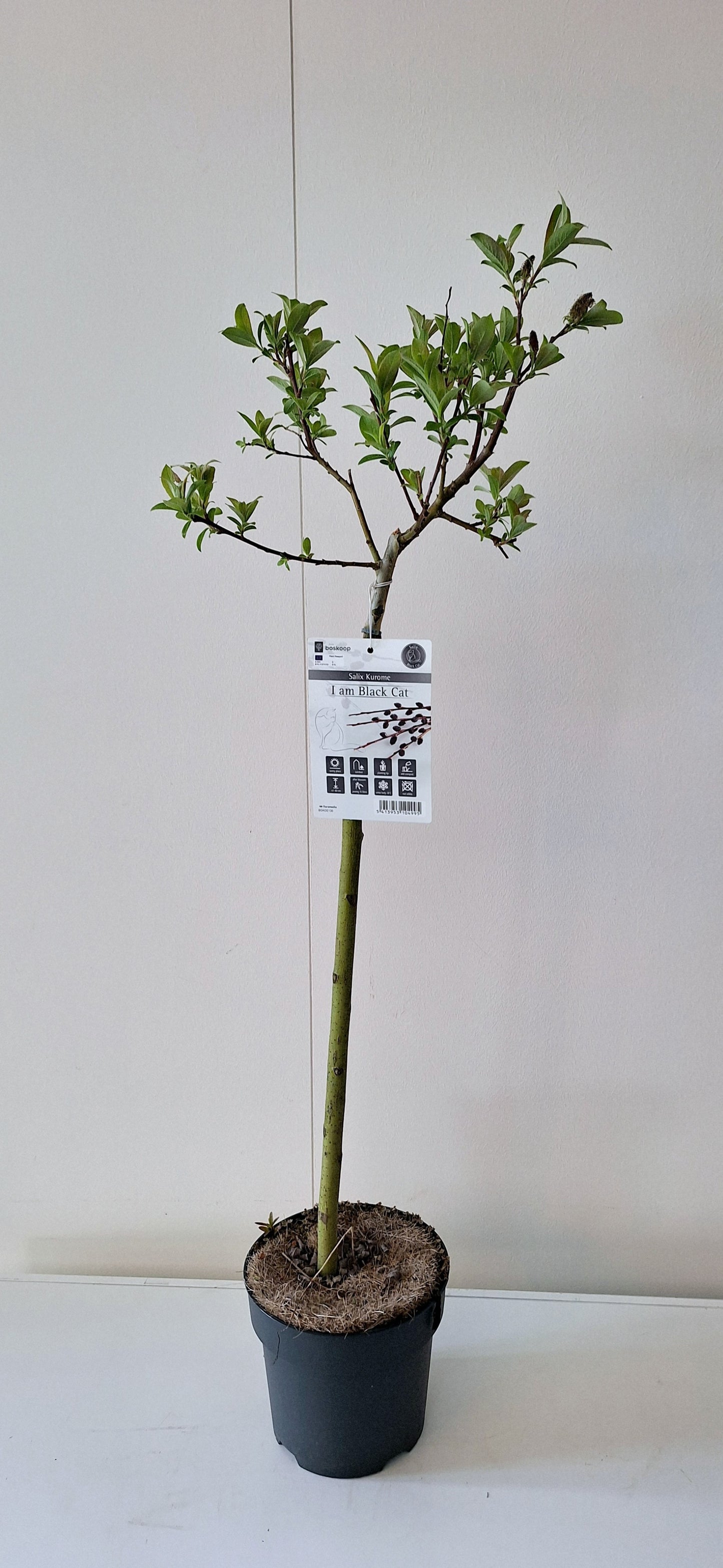 Salix gracilistyla Melanostachys 110cm 19cm Pot