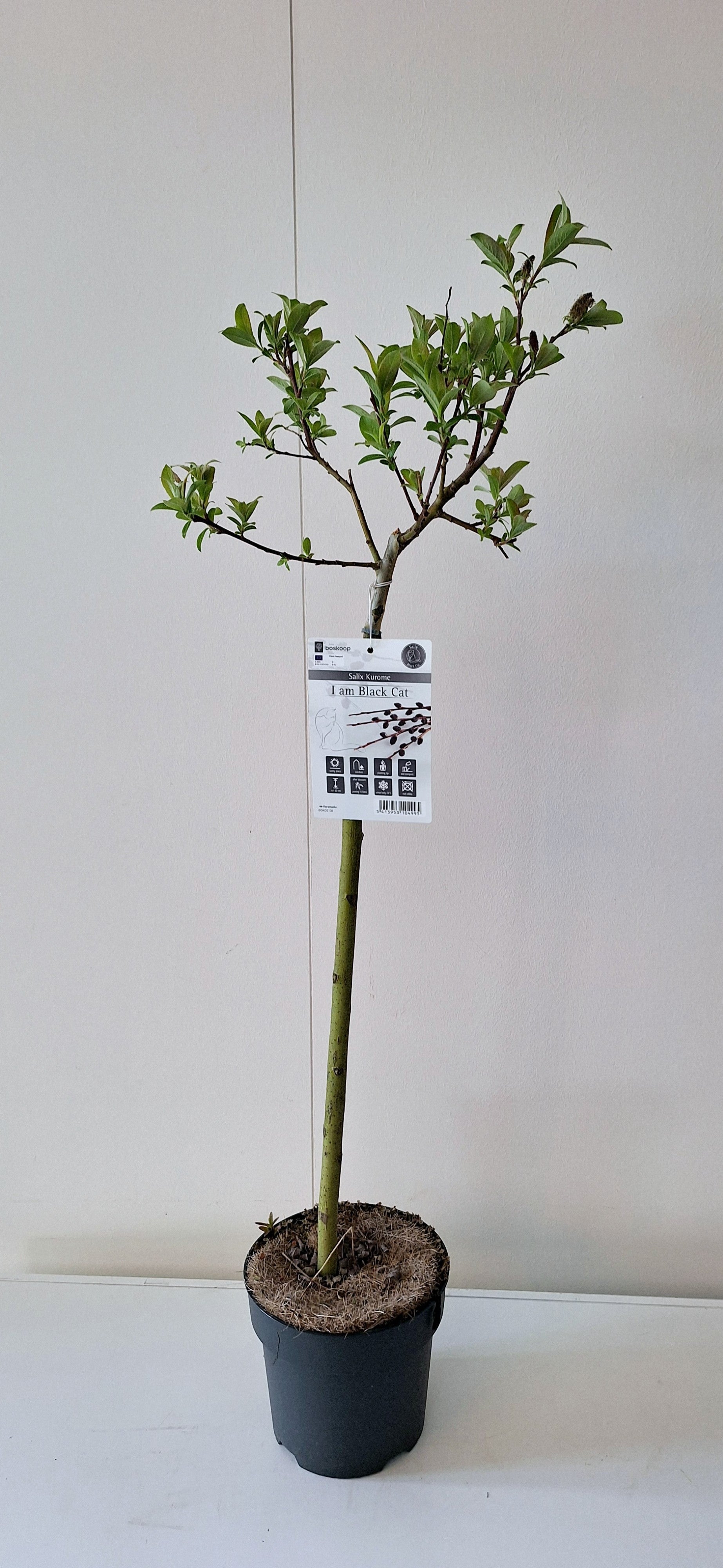 Salix gracilistyla Melanostachys 110cm 19cm Pot