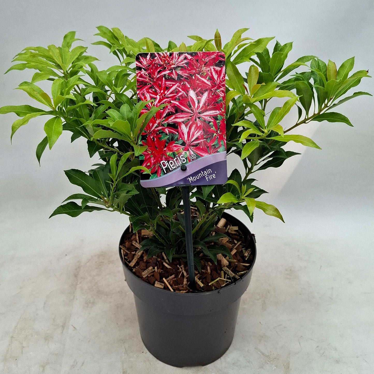 Pieris japonica Mountain Fire 25cm 17cm Pot