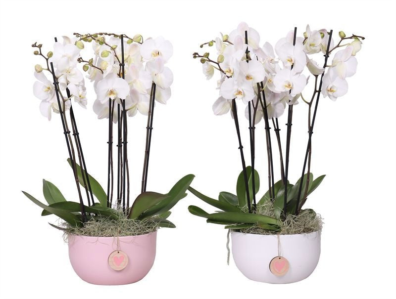 Phalaenopsis white 55cm 26cm Pot