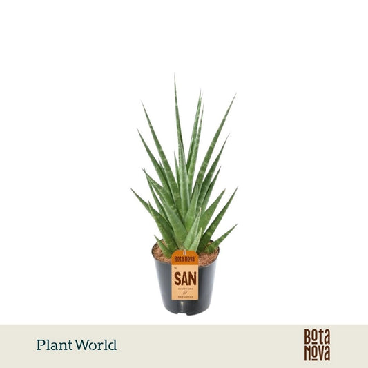 sansevieria-cylindrica-30cm-12cm-pot-6403654