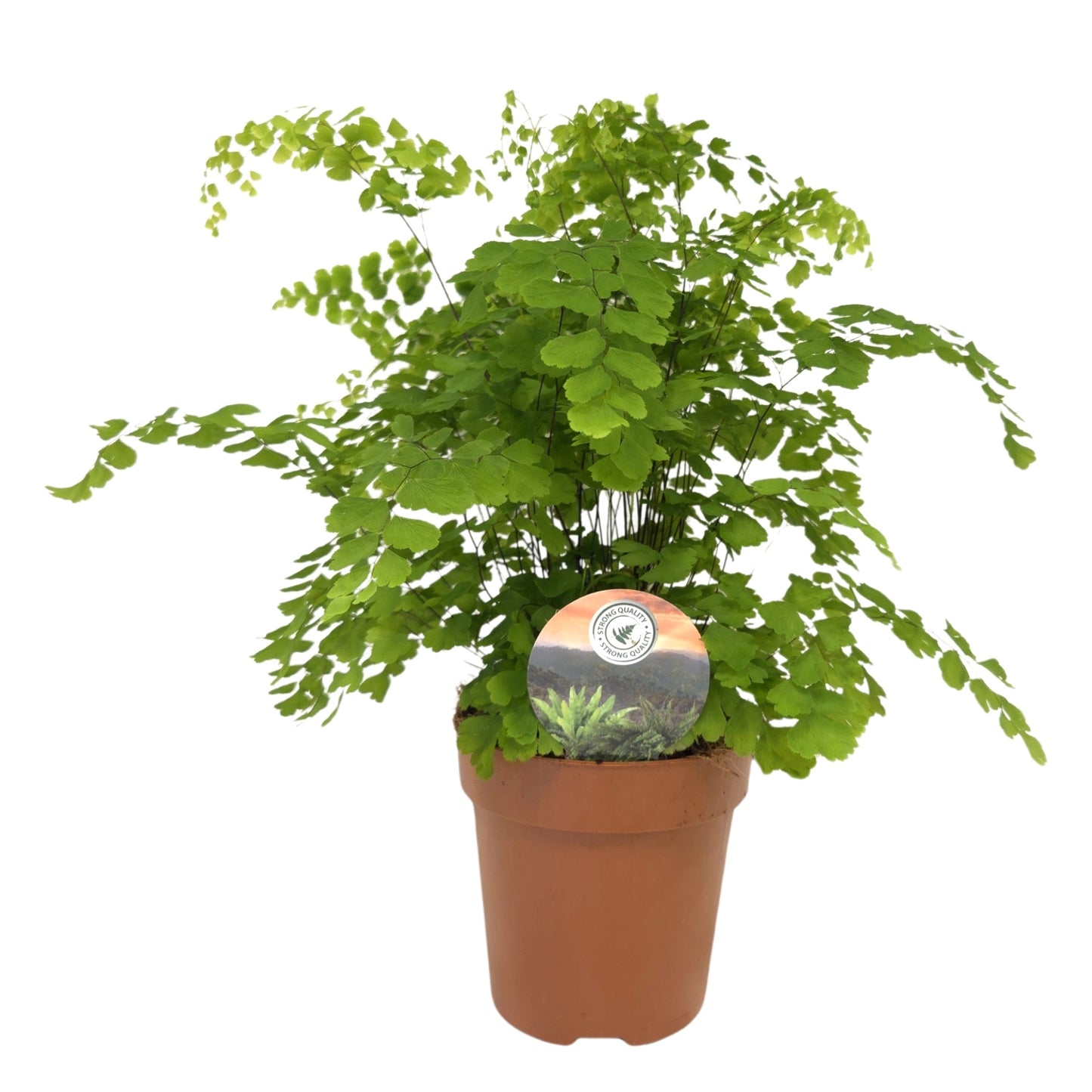 Raadschelders Varens Adiantum Fragrans Pack of 10