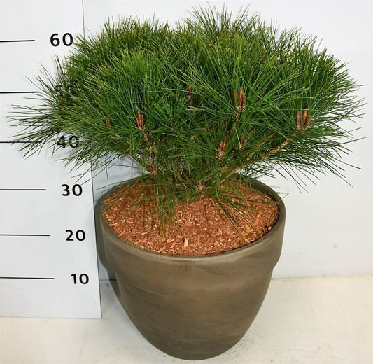 Pinus Alice Verkade 60cm 35cm Pot