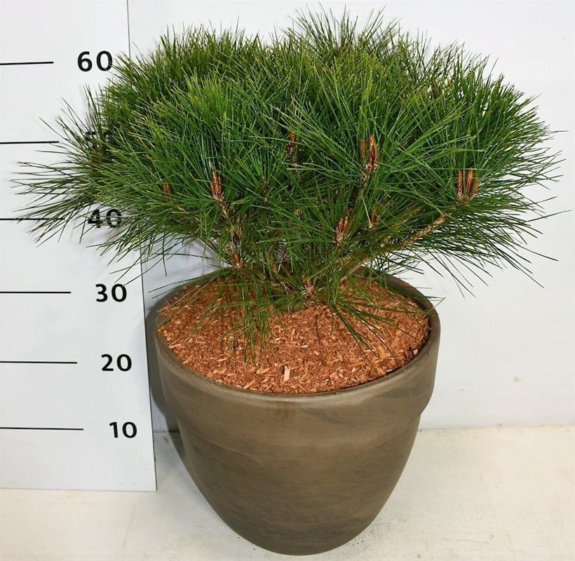 Pinus Alice Verkade 60cm 35cm Pot
