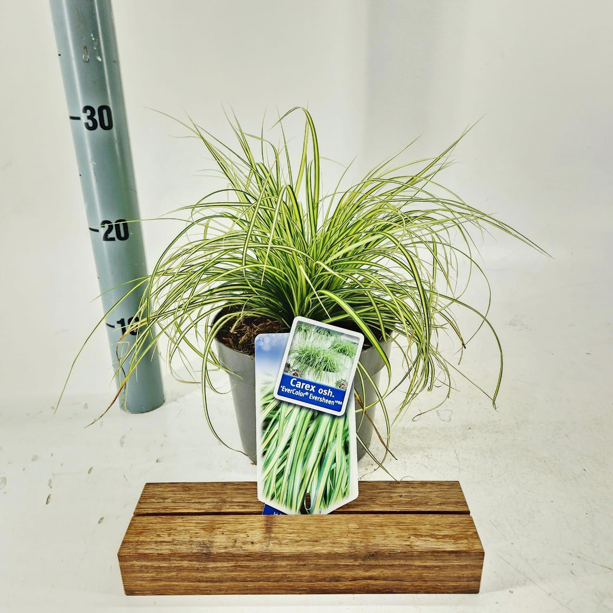 Carex osh. Evercolor Eversheen 25cm 17cm Pot