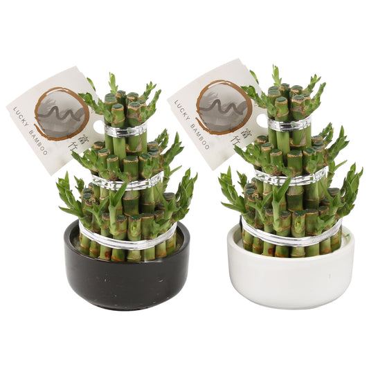Drac. Lucky Bamboo 18cm 10cm Pot