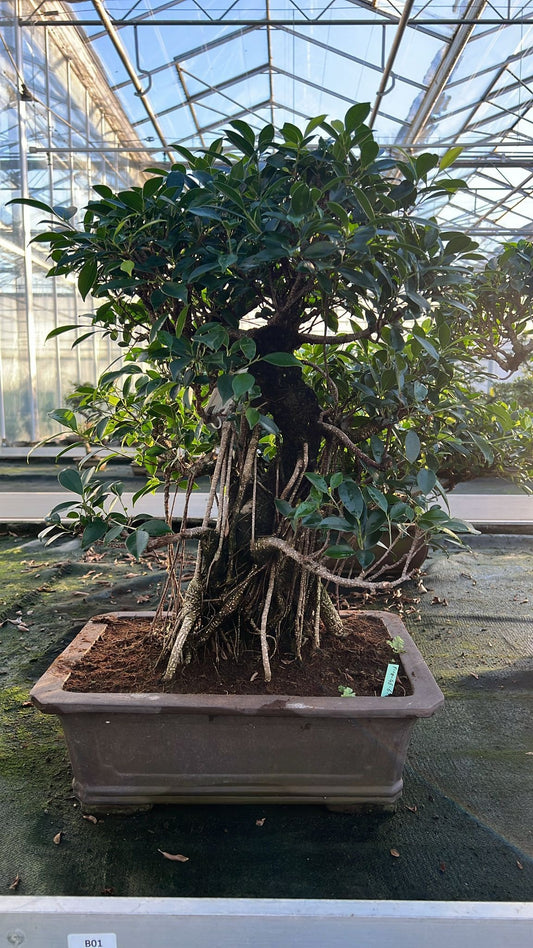 Bonsai Mix 80cm 46cm Pot