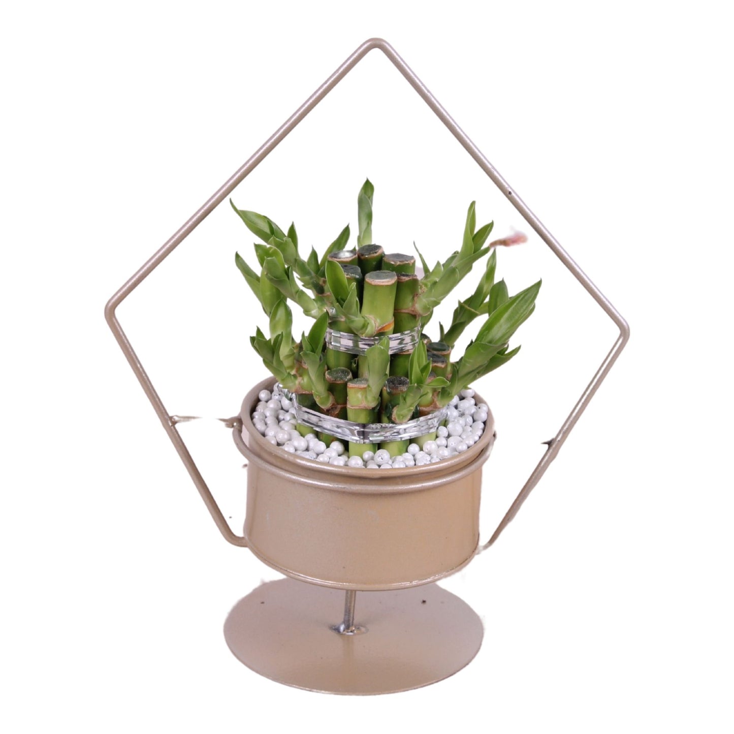 Drac. Lucky Bamboo 28cm 20cm Pot