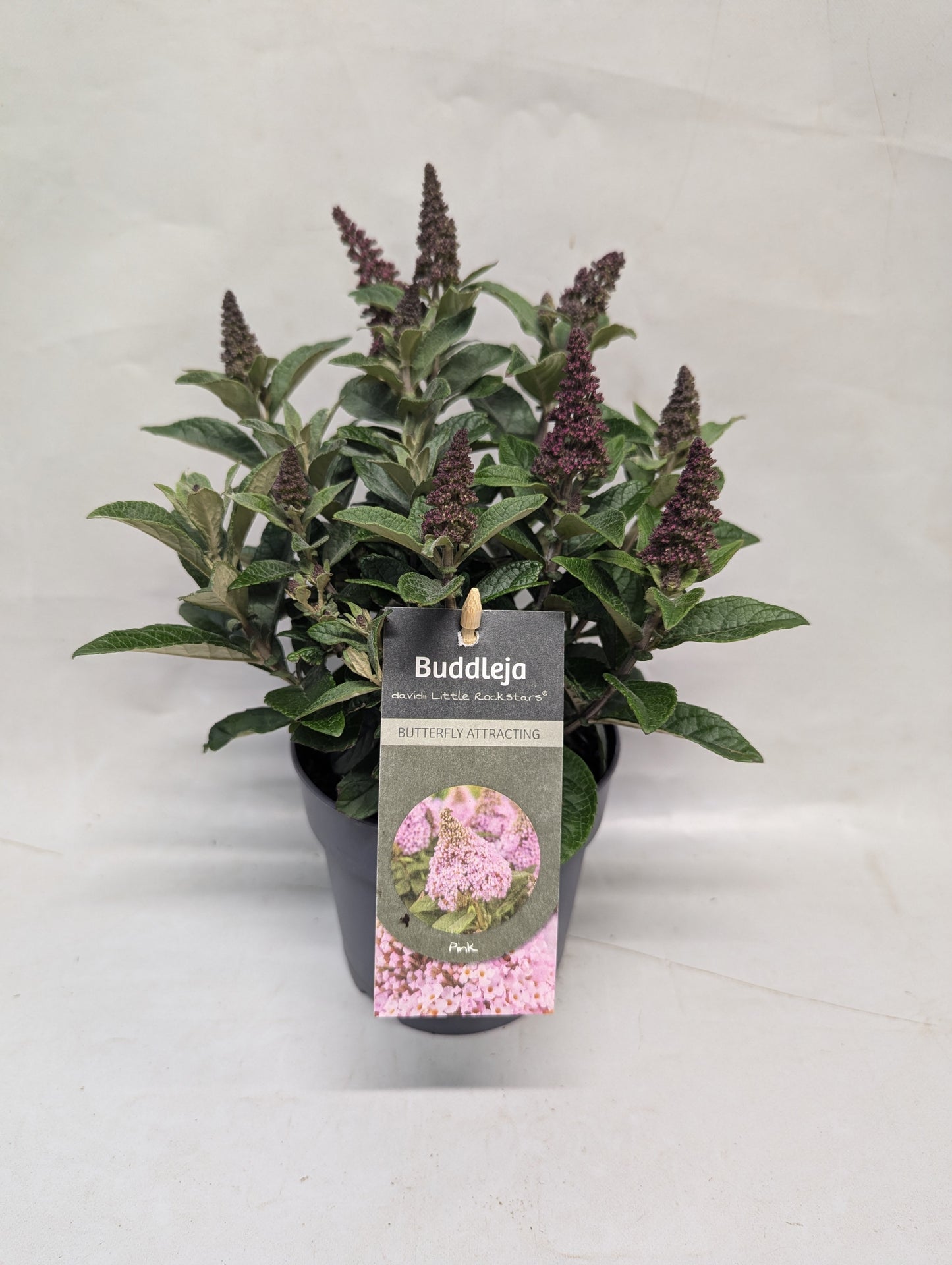 Buddleja davidii Trio (3 colours/1 pot) 25cm 12cm Pot
