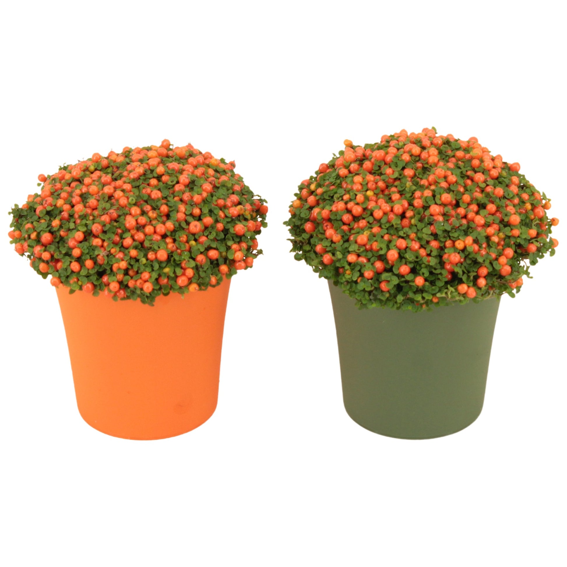 Nertera Astrid 10cm 9cm Pot