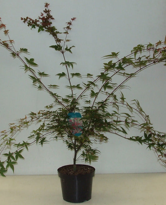 Acer Deshojo 70cm 23cm Pot