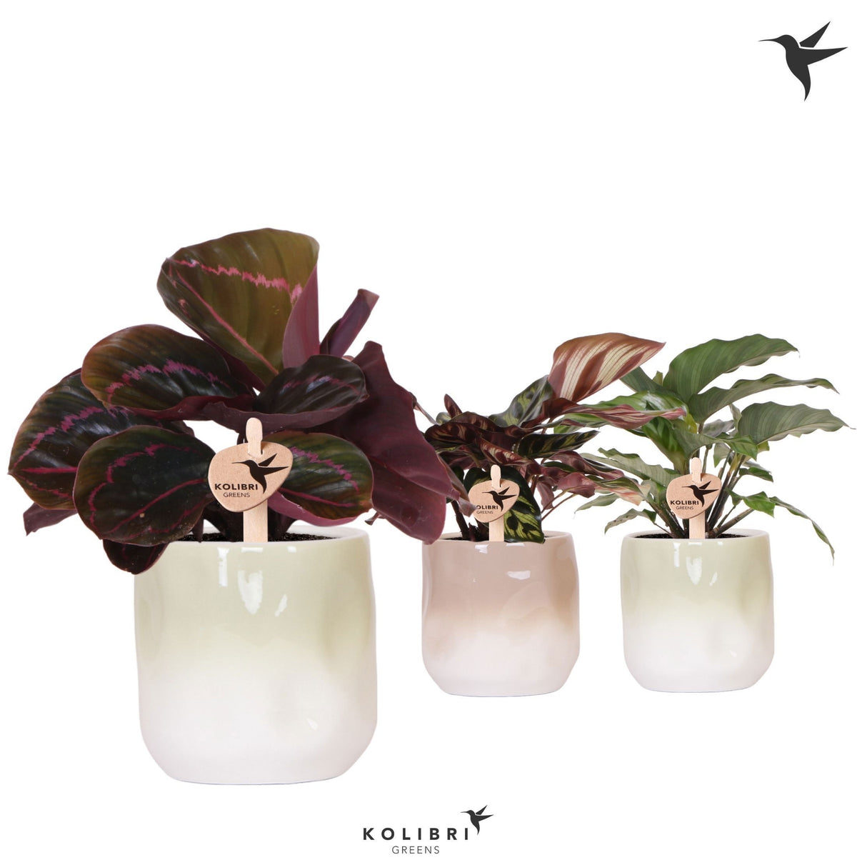 Calathea mix in ceramics 23cm 9cm Pot