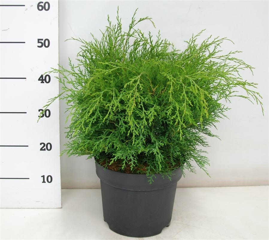 Bloemenkampen BV, Hkw. de Microbiota decussata Pack of 1