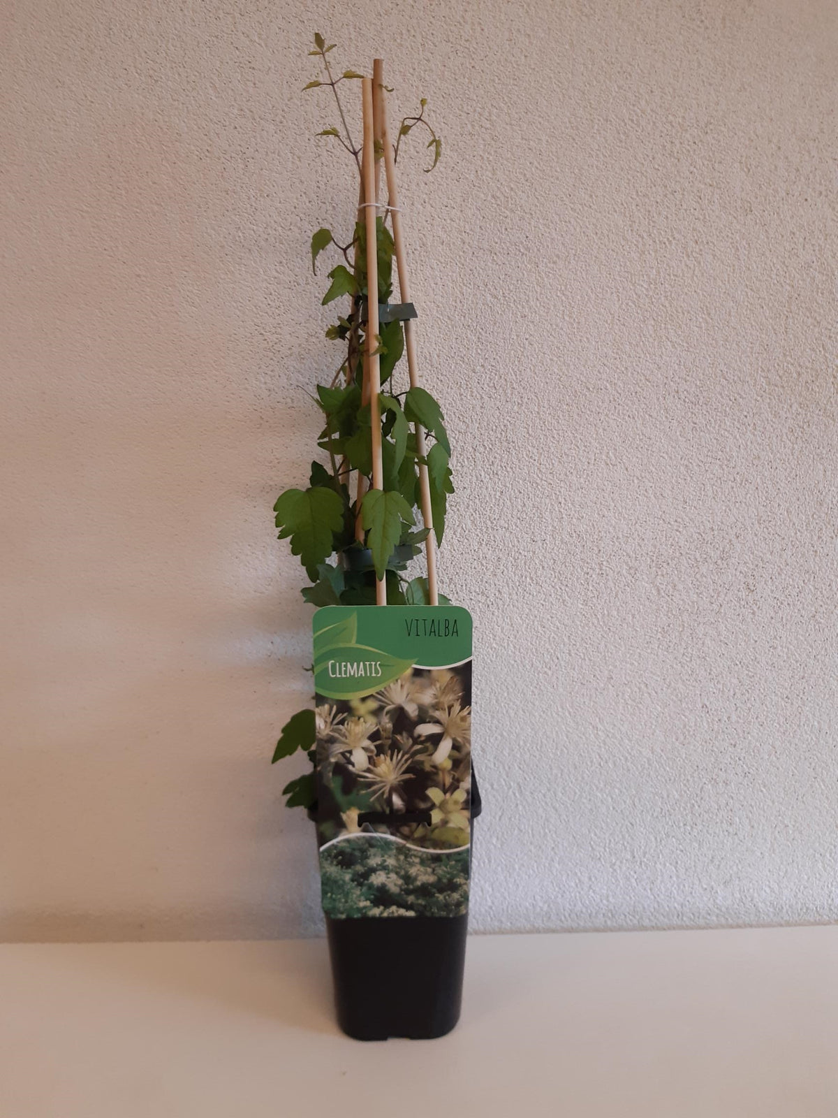 Clematis vitalba 60cm 14cm Pot