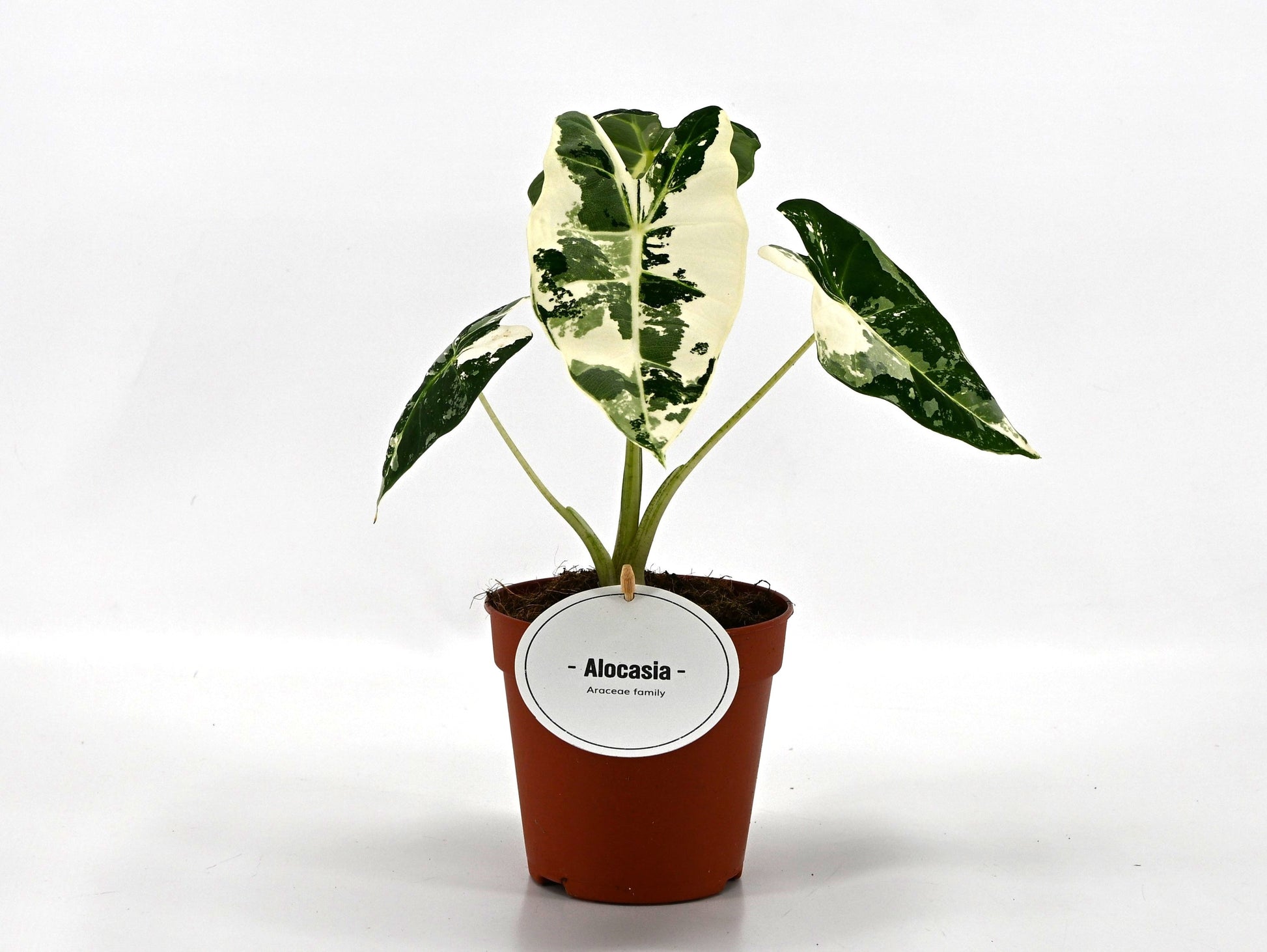 Mostert Nieuwerkerk BV Alocasia Freydyk Variegata Pack of 8