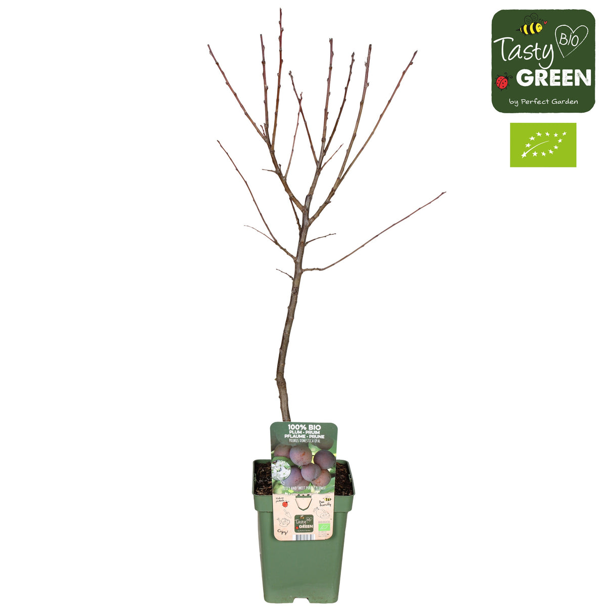 Prunus domestica Opal/Victoria (Plum) 100cm 23cm Pot