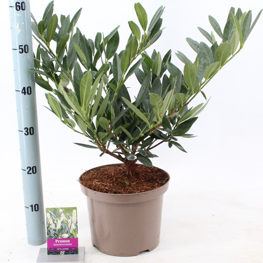 Prunus Otto Luyken 55cm 23cm Pot